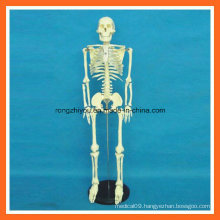 85cm Tall Human Skeleton Medical Teaching Anatomy Model